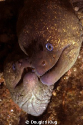Best Buddies. A pair of Moray Eels peer out from their la... by Douglas Klug 